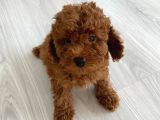 Orijinal Kore Kan Poodle Dan Toy Poodle