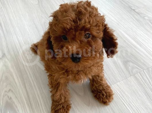 Orijinal Kore Kan Poodle Dan Toy Poodle görsel