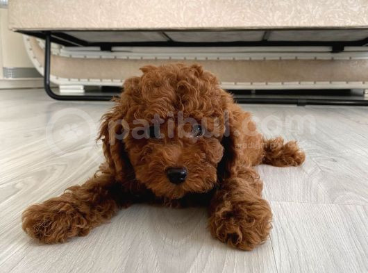 Orijinal Kore Kan Poodle Dan Toy Poodle görsel