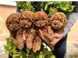 RED BROWN 2 KG GEÇMEYEN TOY POODLE YAVRULARIM