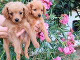 2 Aylık Maltipoo