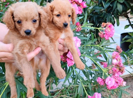 2 Aylık Maltipoo görsel