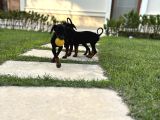 Doberman yavruları yeni yuvalarına gitmeye hazırlar