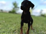 Doberman Yavruları Yeni Yuvalarına Gitmeye Hazırlar
