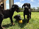 Doberman Yavruları Yeni Yuvalarına Gitmeye Hazırlar