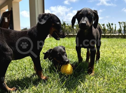 Doberman Yavruları Yeni Yuvalarına Gitmeye Hazırlar görsel