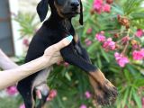 Doberman Yavruları Yeni Yuvalarına Gitmeye Hazırlar