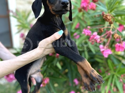 Doberman Yavruları Yeni Yuvalarına Gitmeye Hazırlar görsel
