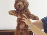 Red Brown Toy Poodle Bebekler