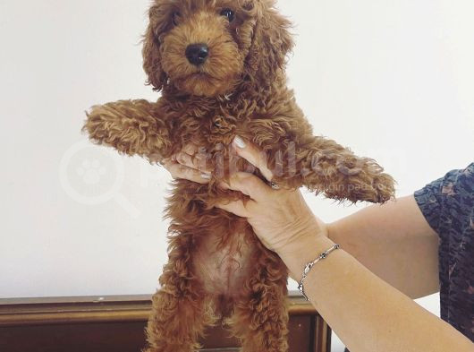 Red Brown Toy Poodle Bebekler görsel