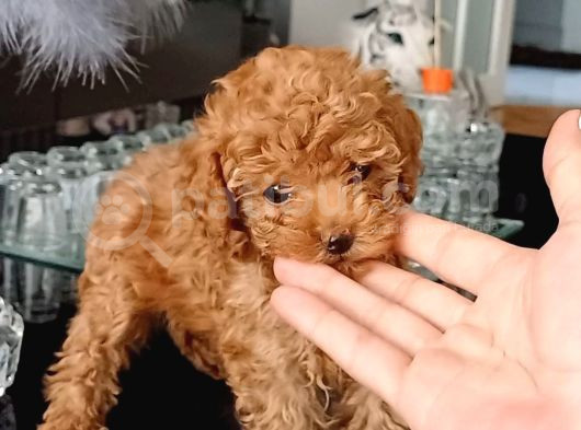 Kıpkırmızı Red Tooy Poodle Sevimli Yavrular 