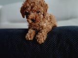 Red braw kıpkırmızı ev üretimi TOOY POODLE 
