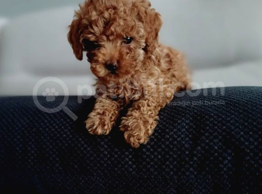 Red Braw Kıpkırmızı Ev Üretimi Tooy Poodle 