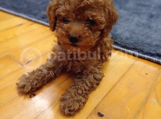 Kıpkırmızı Red Tooy Poodle Sevimli Yavrular  görsel