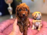 Anne 4 baba 3 kg a secereli red toy poodle yavrularımız