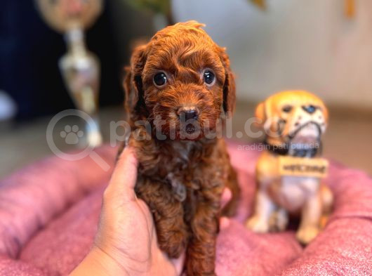 Anne 4 Baba 3 Kg A Secereli Red Toy Poodle Yavrularımız