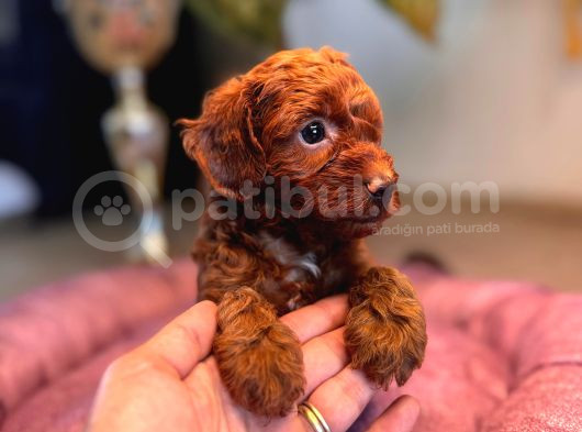 Anne 4 Baba 3 Kg A Secereli Red Toy Poodle Yavrularımız görsel