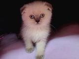 Güzelli̇k Abi̇desi̇ Bi̇r Ponçi̇k Şi̇ri̇n Mi̇ Şi̇ri̇n