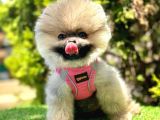 Ayicik Suratli Pomerani̇an Boo Bebekler