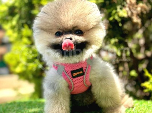 Ayicik Suratli Pomerani̇an Boo Bebekler görsel