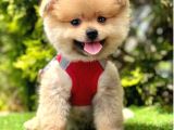 Ayicik Suratli Pomerani̇an Boo Bebekler