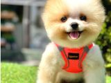 Ayicik Suratli Pomerani̇an Boo Bebekler