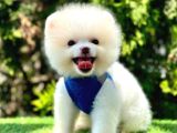 Ayicik Suratli Pomerani̇an Boo Bebekler