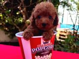 Ori̇ji̇nal Boy Ori̇ji̇nal Kan Toy Poodle Bebekler