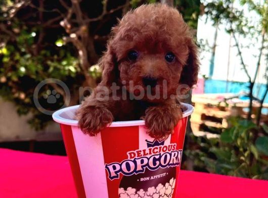 Ori̇ji̇nal Boy Ori̇ji̇nal Kan Toy Poodle Bebekler görsel