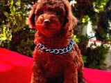 Ori̇ji̇nal Boy Ori̇ji̇nal Kan Toy Poodle Bebekler