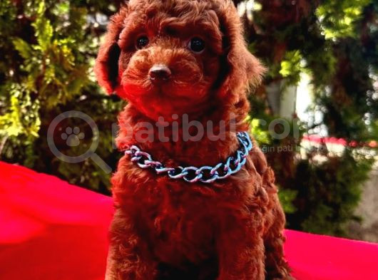 Ori̇ji̇nal Boy Ori̇ji̇nal Kan Toy Poodle Bebekler görsel