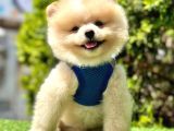 AYICIK SURATLI POMERANİAN BOO BEBEKLER
