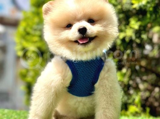 Ayicik Suratli Pomerani̇an Boo Bebekler