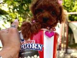 Ori̇ji̇nal Boy Ori̇ji̇nal Kan Toy Poodle Bebekler