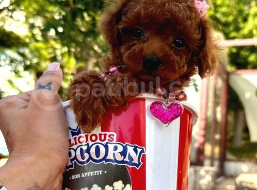 Ori̇ji̇nal Boy Ori̇ji̇nal Kan Toy Poodle Bebekler görsel