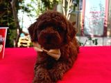 ORİJİNAL BOY ORİJİNAL KAN TOY POODLE BEBEKLER