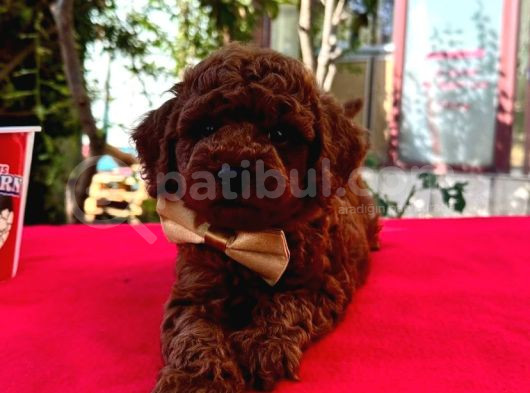 Ori̇ji̇nal Boy Ori̇ji̇nal Kan Toy Poodle Bebekler
