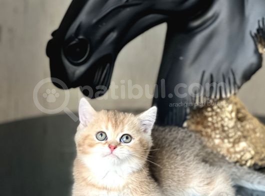 A Kali̇te Bri̇ti̇sh Shorthai̇r Golden Yavrum Her İle Gönderi̇m görsel