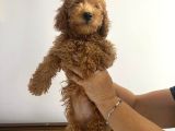 red brown toy poodle bebekler