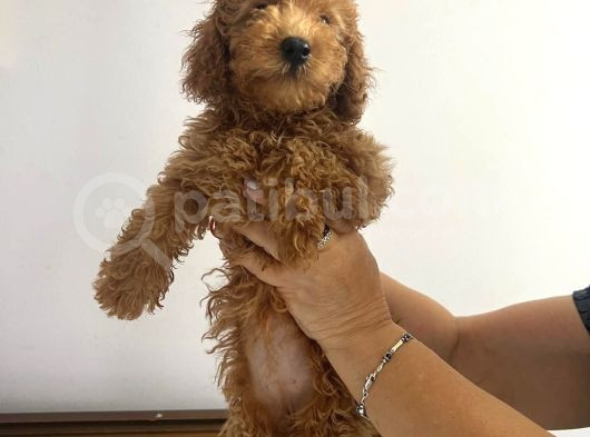 Red Brown Toy Poodle Bebekler