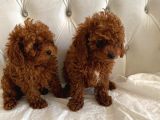 Kore Kan Toy Poodle