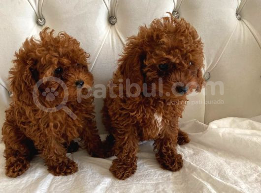 Kore Kan Toy Poodle görsel