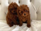Kore Kan Toy Poodle