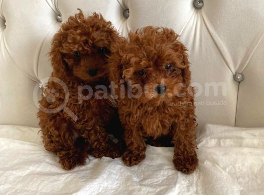 Kore Kan Toy Poodle görsel