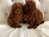 Kore Kan Toy Poodle