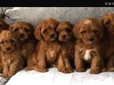 Kahve Tonlu Mini Boy Puppy Sevimli Yavrular Malti̇po Ci̇nsi̇ 