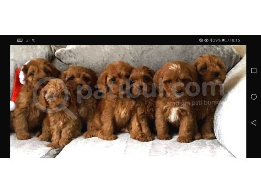 Kahve Tonlu Mini Boy Puppy Sevimli Yavrular Malti̇po Ci̇nsi̇  görsel
