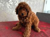 Orijinal Kore Kan Poodle Dan Toy Poodle