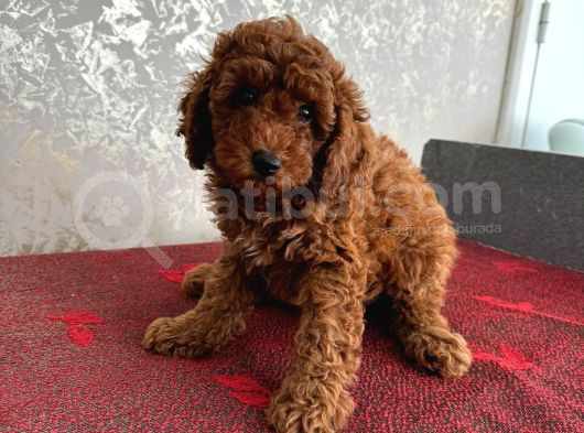 Orijinal Kore Kan Poodle Dan Toy Poodle