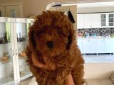 Orijinal Kore Kan Poodle Dan Toy Poodle